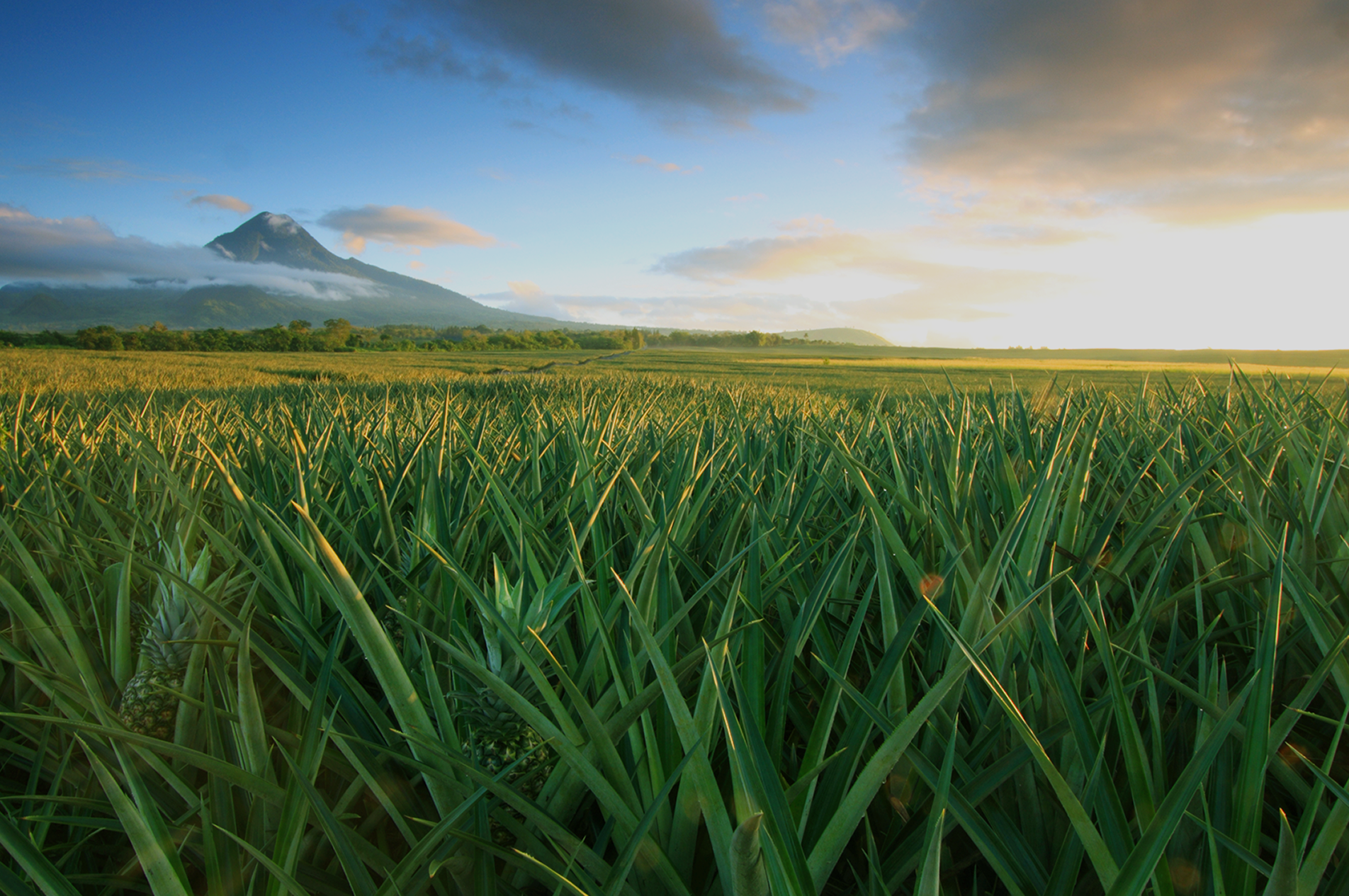 360°動画で体感する バーチャル産地ツアー