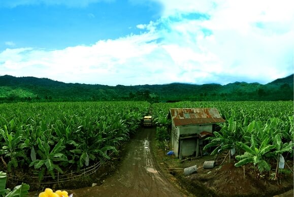 バナナにできること、ぜんぶ