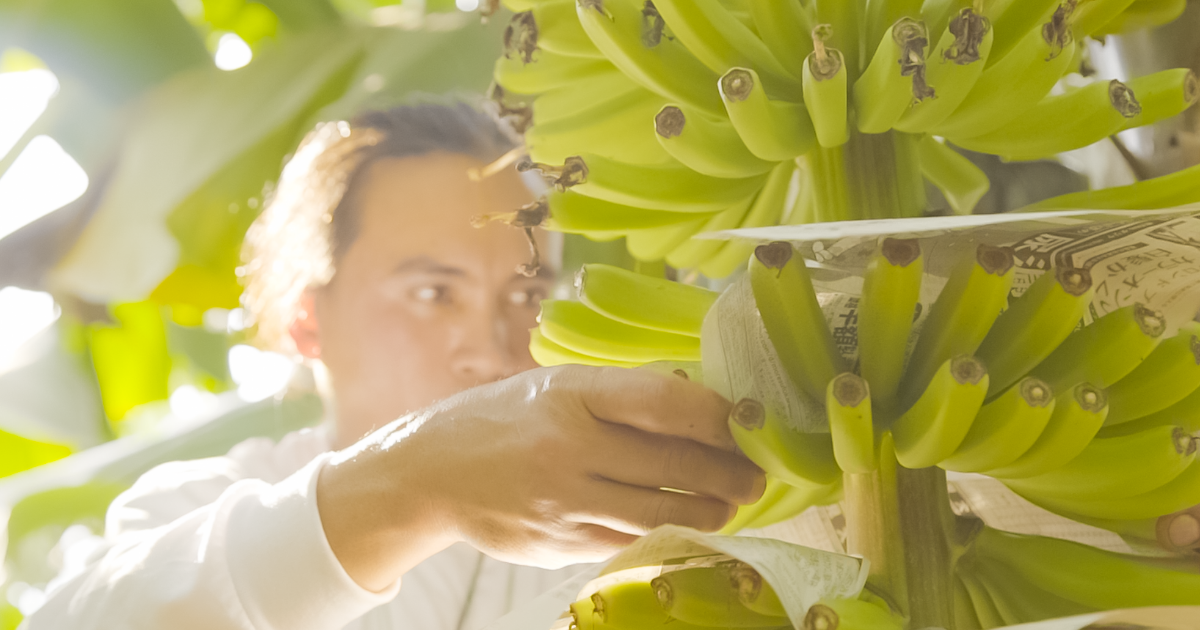おいしいバナナ作りのための産地のこだわり