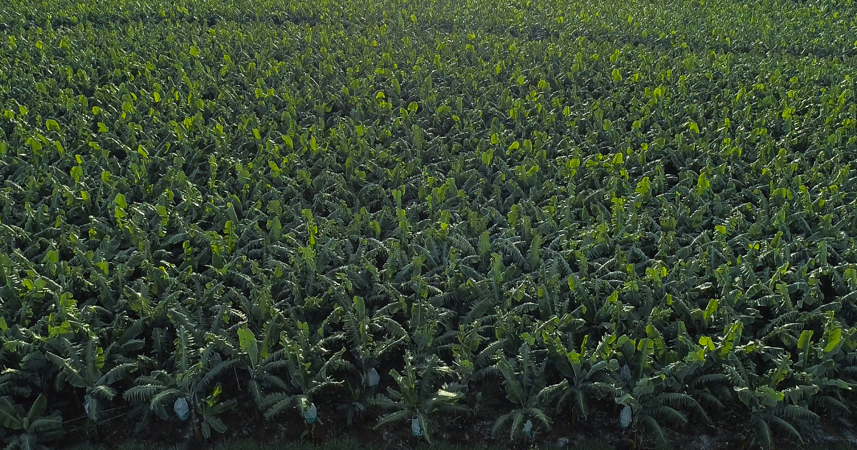 バナナのサプライチェーンマネジメント(SCM)のこだわり