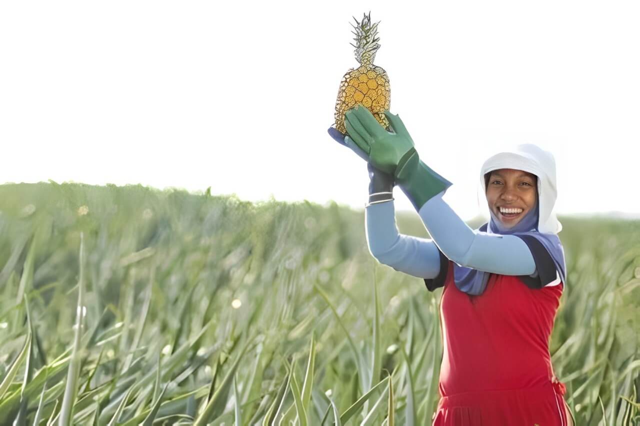 おいしいパイナップル作りのための産地のこだわり