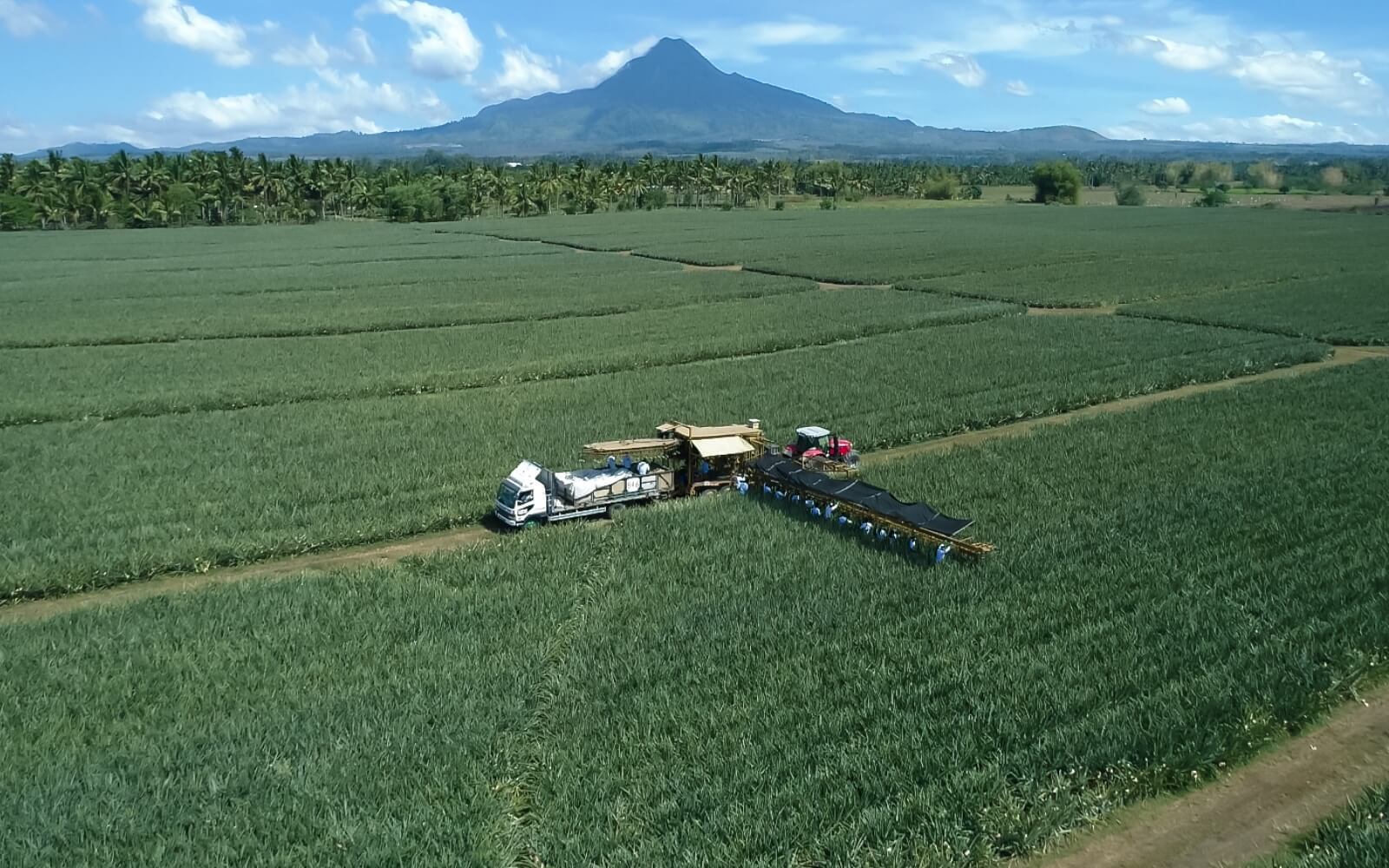 パイナップルのサプライチェーンマネジメント（SCM）のこだわり