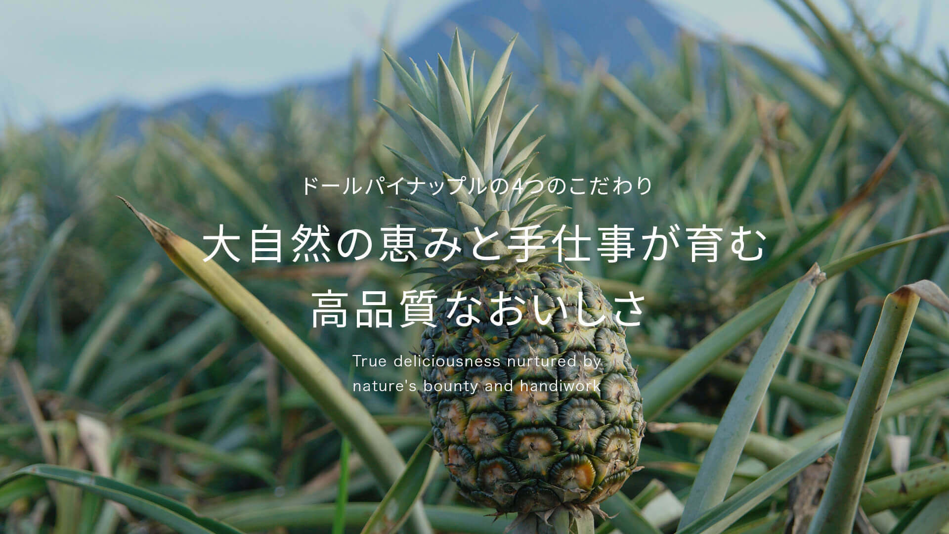 ドールパイナップルのおいしさへのこだわり
