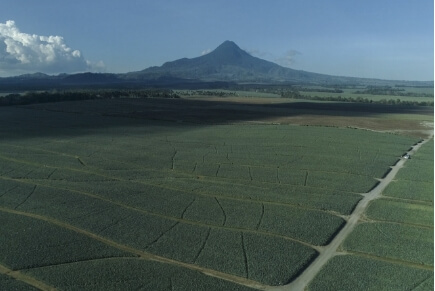 パイナップルにできること、ぜんぶ