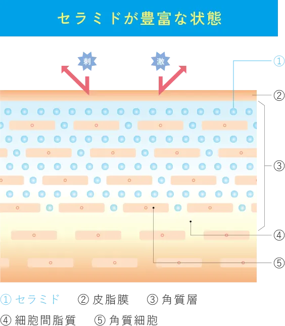 セラミドが豊富な状態の肌