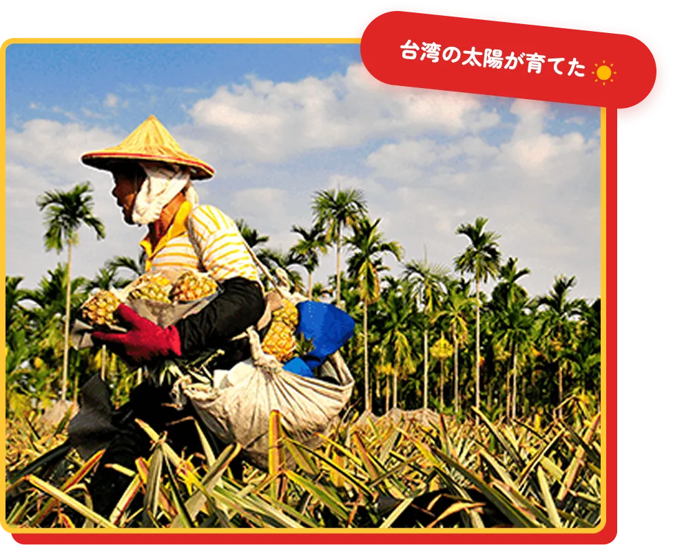 台湾のパイナップル畑で収穫を行う様子。
