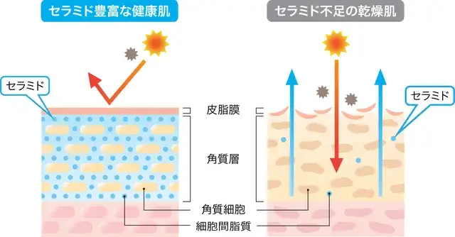 セラミド解説図