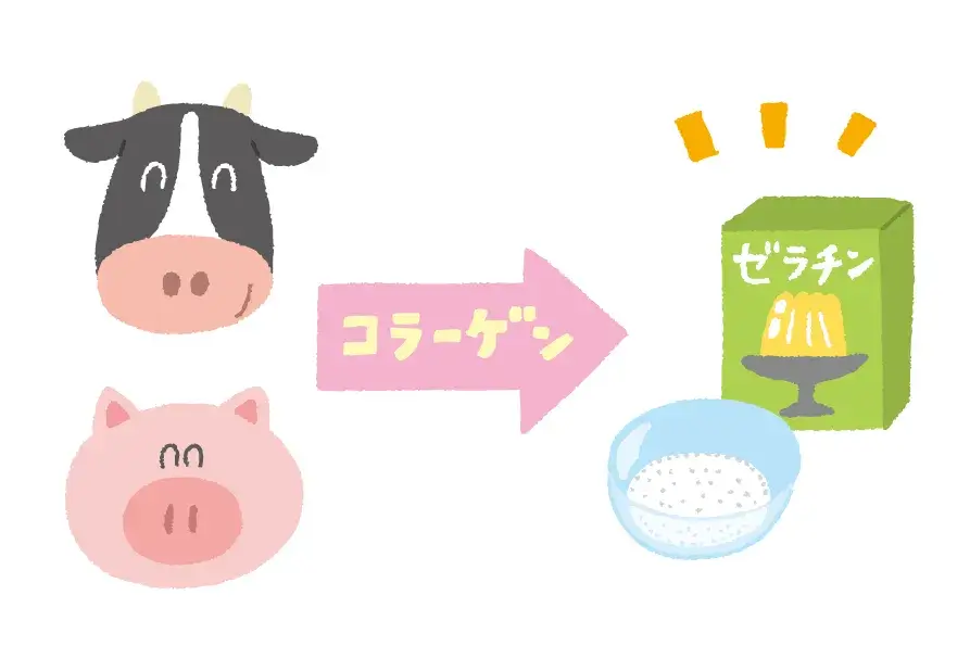 ゼラチンの解説イラスト