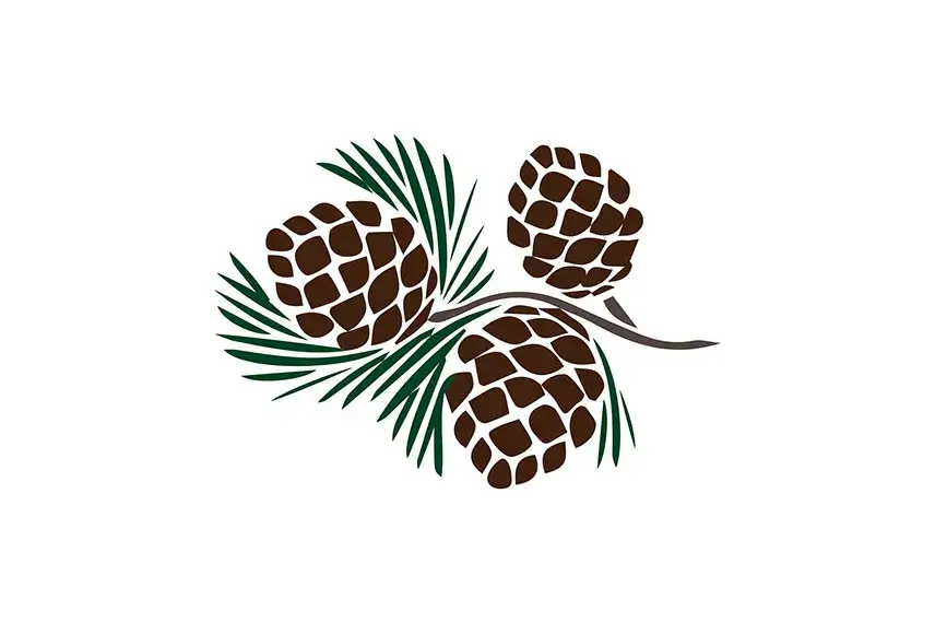 pineappleはまつぼっくりに由来