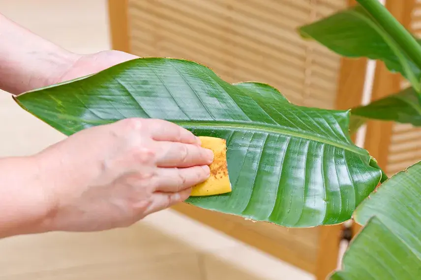 バナナの皮の活用法④:観葉植物のお手入れに!