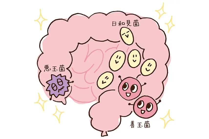 腸内のイメージイラスト