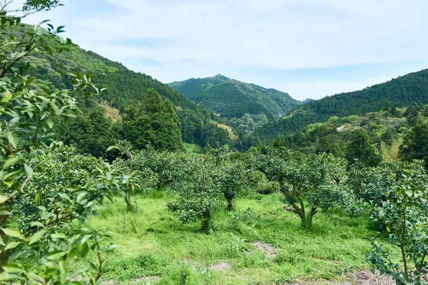 土佐山のゆず畑